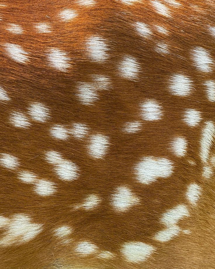 Deer Trend